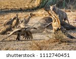 Hyena And Vultures In Seluos...