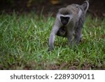 Small photo of shameless gang of monkeys in hotel in kenya monbasa. Old world monkeys, dry-nosed monkeys of the genus Chlorocebus, vervet monkeys, with babies riot in the hotel on a rainy day.