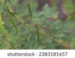 Small photo of Gold fronted river damsel fly