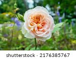 Small photo of Blooming peach-yellow inflorescence Rosa Matthias Claudius Rose in a city park. Rose bud close up