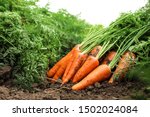 Pile of fresh ripe carrots on field. Organic farming