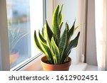 Potted Sansevieria plant near window at home