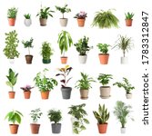 set of different houseplants in ... | Shutterstock . vector #1783312847