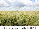 Agricultural Field With...