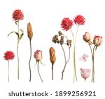 Set with beautiful dry flowers on white background 