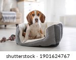 Cute Beagle Puppy In Dog Bed At ...