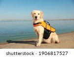 Small photo of Dog rescuer in life vest on beach near river