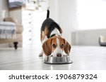 Cute beagle puppy eating at...