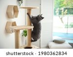 Cute Pet On Cat Tree At Home