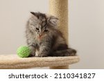 Cute fluffy kitten with ball on cat tree against light background