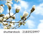 Magnolia tree with delicate white flower buds against blue sky, closeup