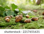 Many acorns on green moss in forest, space for text