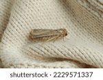 Paradrina clavipalpis moth on...