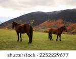 Brown horses in mountains on sunny day. Beautiful pets