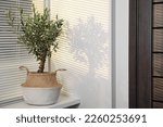 Beautiful young potted olive tree on windowsill. Interior element