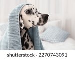 Adorable dalmatian dog wrapped...