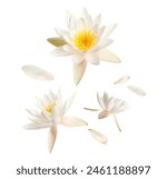 Beautiful lotus flowers and...
