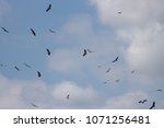 Vultures Circling In The Sky