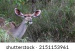 A Kudu Cow Browsing On Leaves