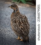 Small photo of shelley's francolin on the road