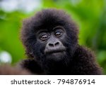 Cute Baby Gorilla  In The...