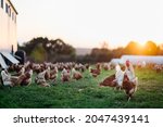 free range, healthy brown organic chickens and a white rooster on a green meadow. Selective sharpness. Several chickens out of focus in the background. Atmospheric back light, evening light