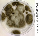 Small photo of Cladosporium spp. on Potato Dextrose(PDA) 30 day , at 25-30 °C