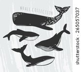 Collection Of Different Whales  ...