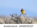 Western Meadowlark perched on a prickly bush with blue sky as background.