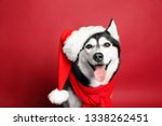 Adorable Husky Dog In Santa Hat ...