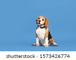 Adorable Beagle Dog On Color...