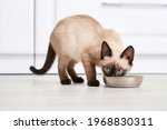 Cute Thai Cat Eating Food From...