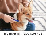 Owner brushing cute dog at home