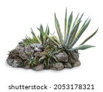 Green Succulent Plants On White ...