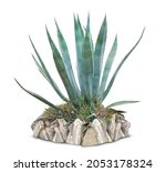 Green Succulent Plant On White...