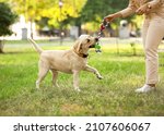 Woman playing with labrador in...