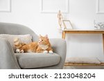 Cute red cat lying in grey armchair at home