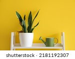 Snake plant and watering can on shelf near yellow wall