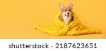 Small photo of Cute Corgi dog with warm knitted plaid on yellow background with space for text