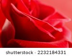 Beautiful red rose flower, closeup