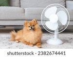 Small photo of Cute Pomeranian spitz with electric fan lying on carpet in living room