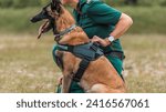Small photo of Border Patrol Officer with Trained Belgian Malinois on Duty in Open Field - A Showcase of Security and Loyalty in Law Enforcement