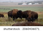 American bison walking and grazing on native prairie grasses in Blue Mounds State Park near Luvurne, Minnesota