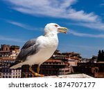 Seagull In Front Of The Camera. ...