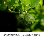 Small photo of Fresh Bergamots, bergamots with leaves, Water drops on Bergamots, Vegetable and Herb or odoriferous, bergamot Thai fruits are fragrant and sour.