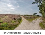 Small photo of Sandpath between heatter and forest with a sidetrack towards a viewpoint in Sallandse Heuvelrug National Park in the Netherlands