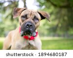 A Great Dane mixed breed dog with large floppy ears wearing a red collar and looking at the camera with a head tilt