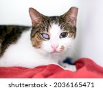 Small photo of A shorthair cat that is blind in one eye and has its left ear tipped as part of a Trap Neuter Return program