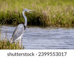 Small photo of A Tricolored Heron (Egretta tricolor), also known as a Louisiana Heron, standing in salt marsh wetlands at Assateague Island National Seashore, Maryland