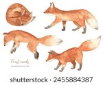 Forest animals red foxes for...